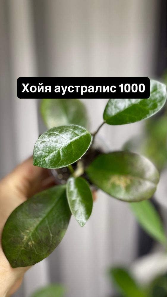 Комнатные цветы черенки