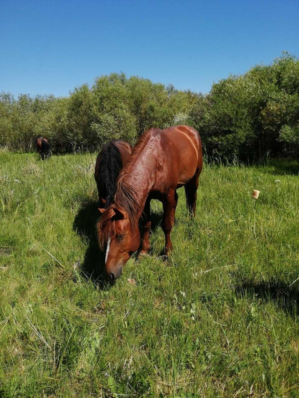 Продам жирную кобылу со степей. Семіз бие сатамын