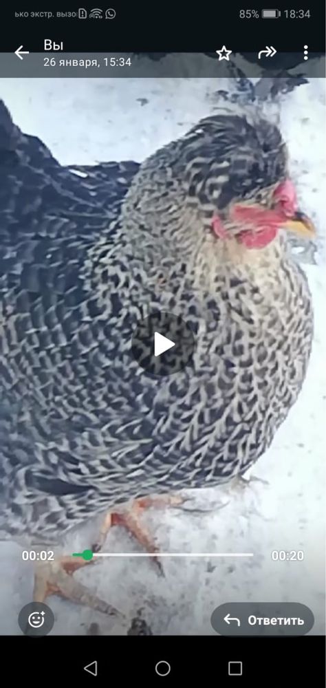 куры петухи мерке