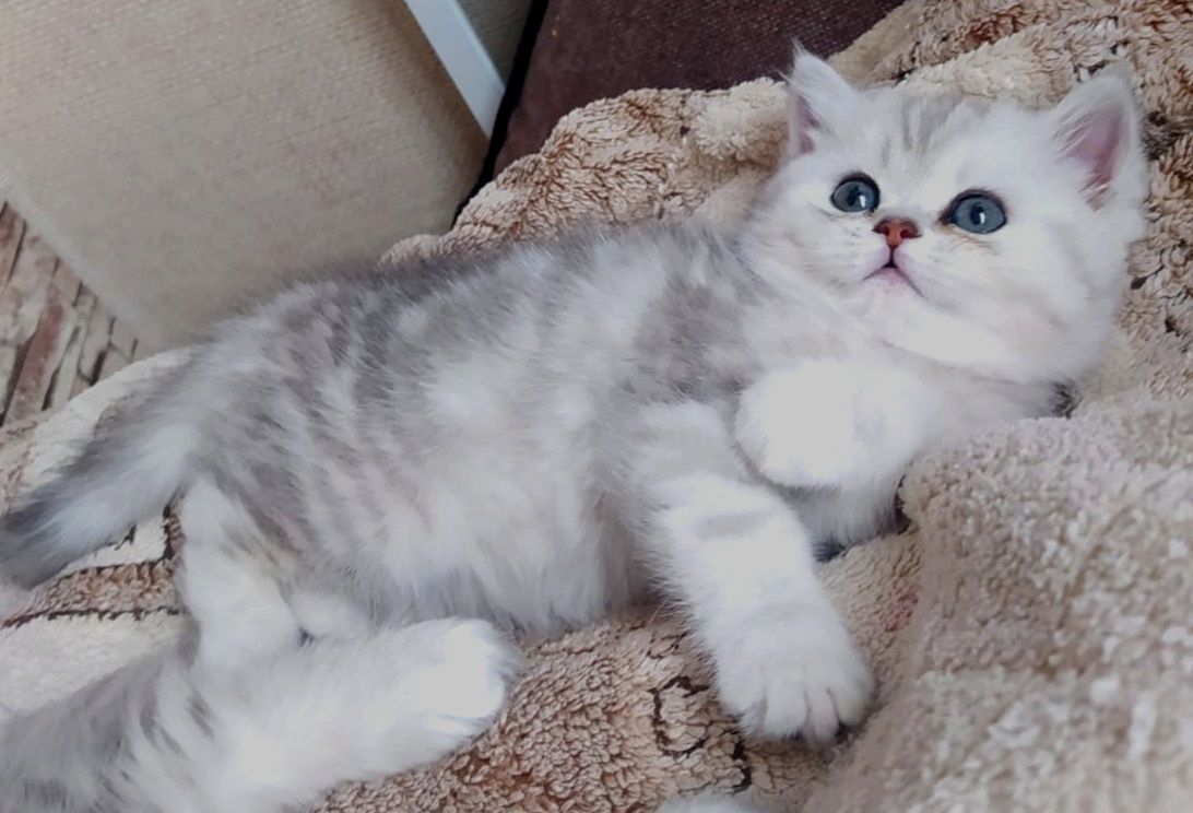 Шотландские котята
