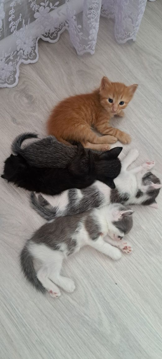 Отдам котят  бесплатно