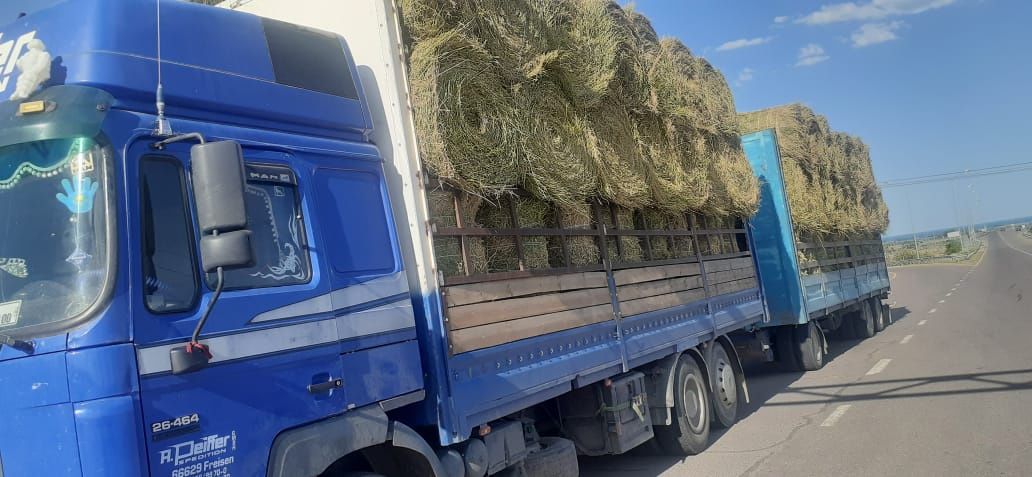 Сено урлон жоношка урлон люцерна