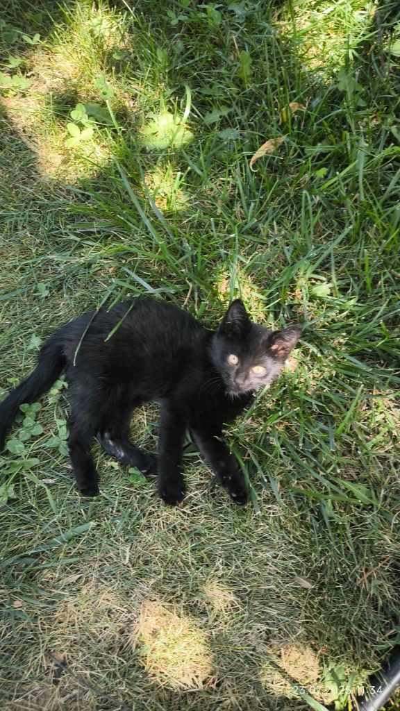 Котёнок умный, ласковый
