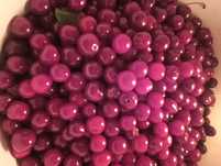 Продам Вишню ,садовая,спелая