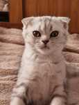 Продам шотландских котят