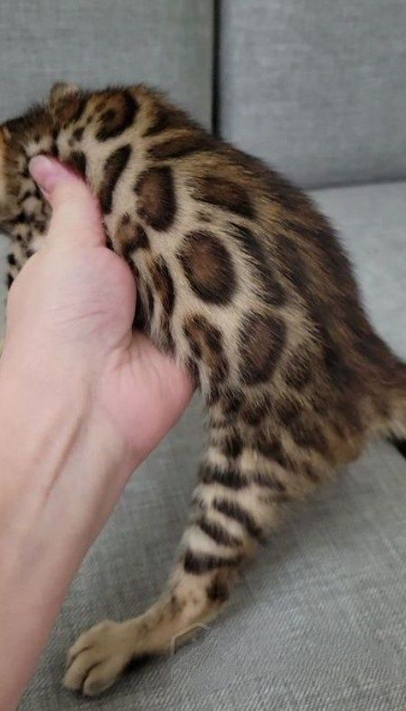 Очаровательные бенгальские котята