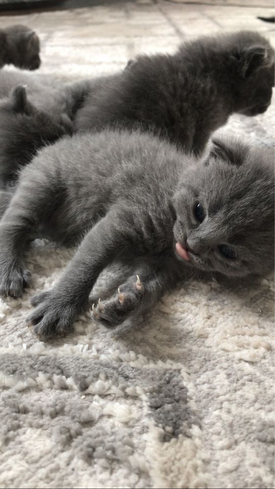 Котят британцы домашние