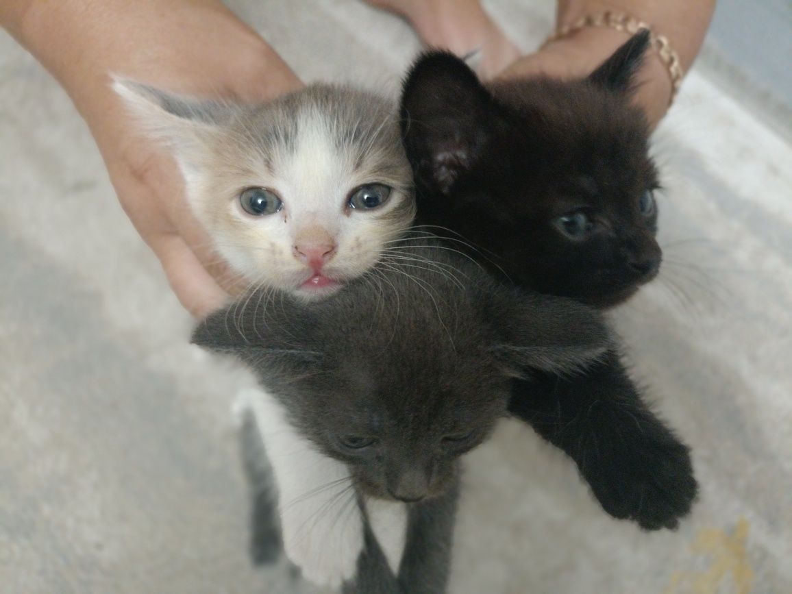 Котята в добрые руки
