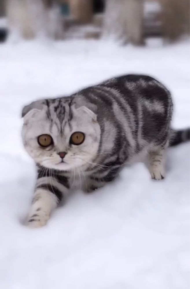 Шотланская вислоухая кошка