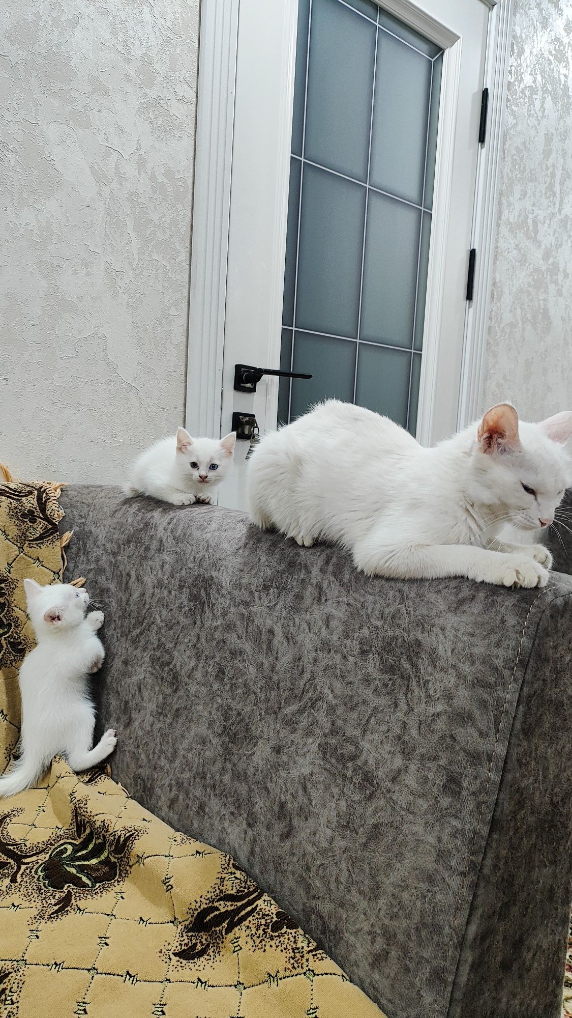 Кошка с котятами