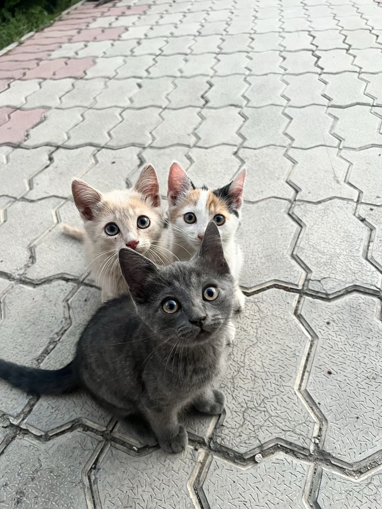 Отдам в хорошие и добрые руки самых сладких котят
