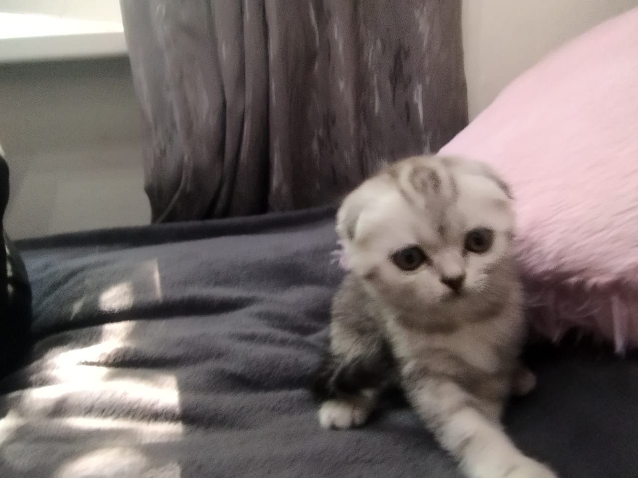 Продаются британские котята.