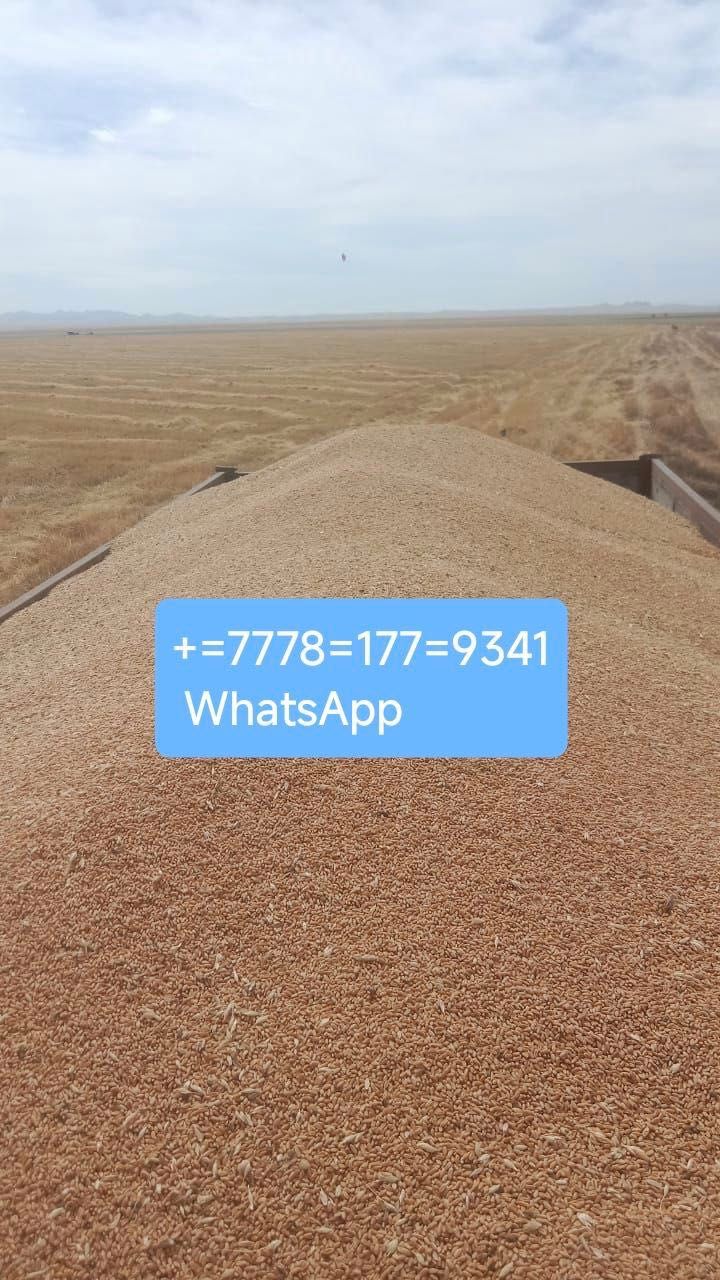 Продам кормовое зерно отличного качества