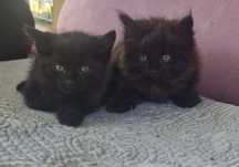 Котята отдам бесплатно