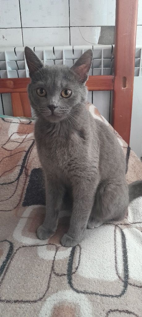 Скоттиш страйт кот