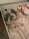 Котенок мальчик отдаю в хорошие руки