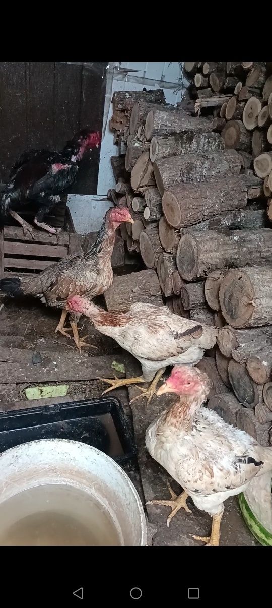 Продам даканов срочно