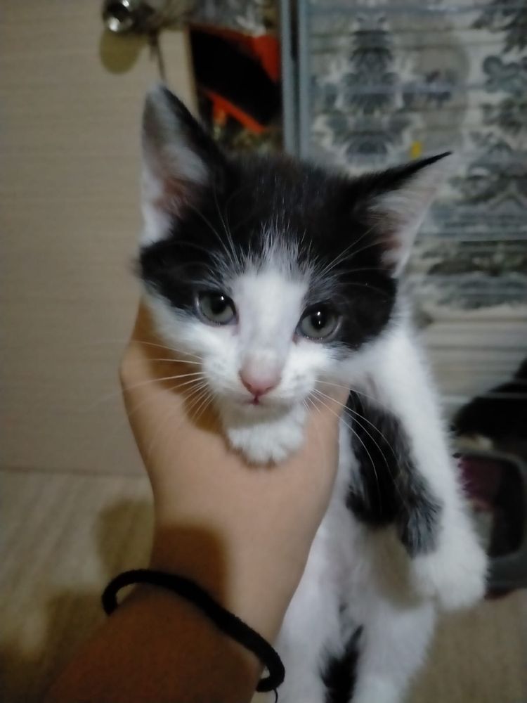 Котята бесплатно
