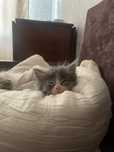 Котят близняшки отдам даром