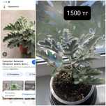 Продам комнатные цветы
