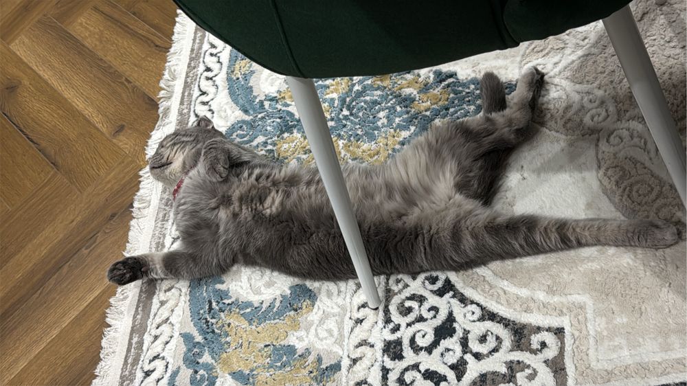Кошка вислоухий