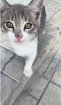 Котенок мальчик , ищет дом