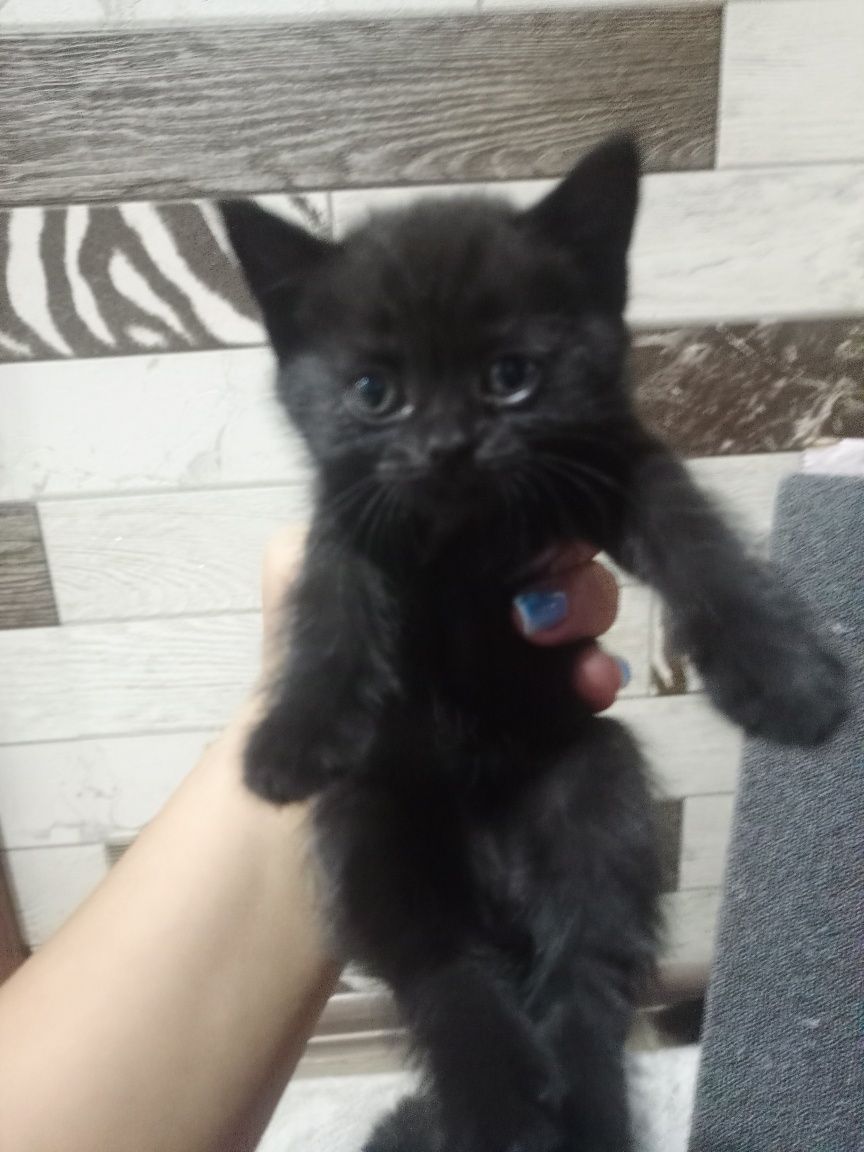 Котята бесплатно
