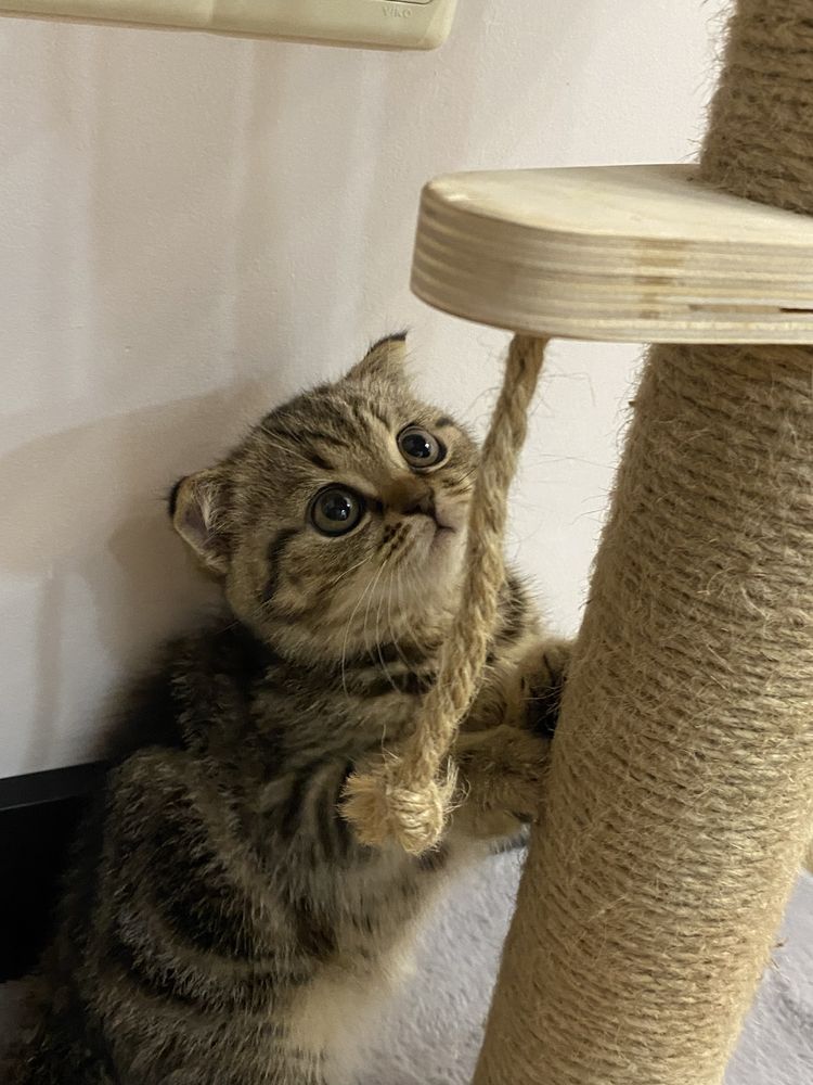 Котенок шотладская вислоухая + все в подарок