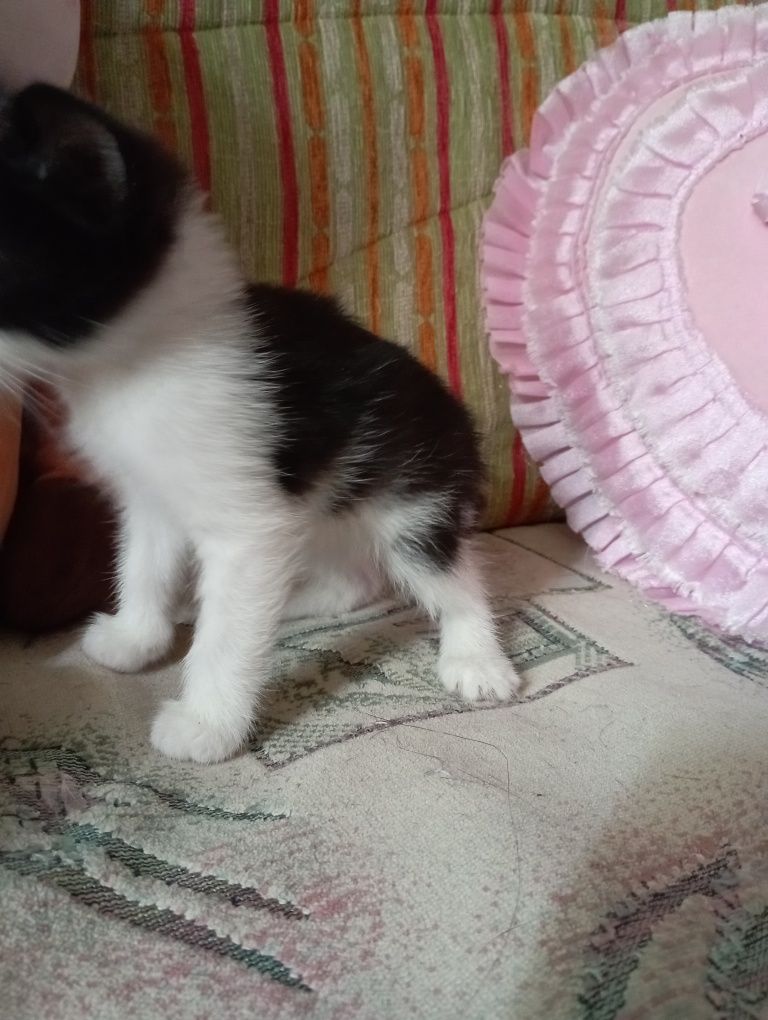 Отдам котенка  людям с добрым сердцем.