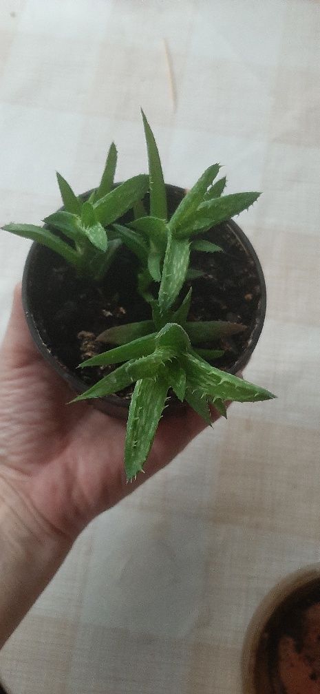 Алое оттопыренное