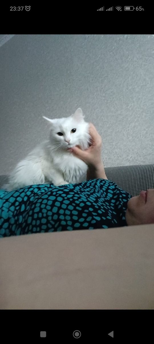 Отдадим умную красивую кошку по имени Белка . К лотку приучена