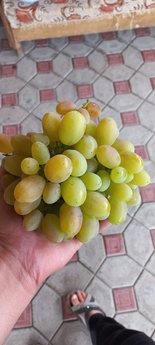 Саженцы элитных сортов Винограда