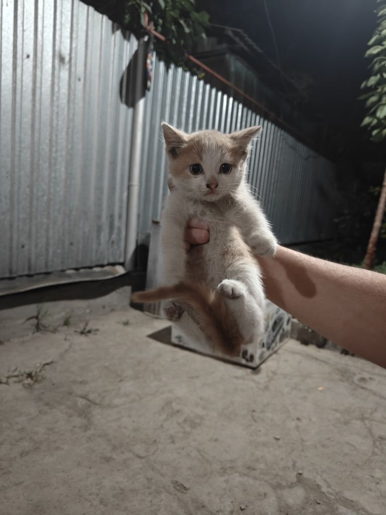 Бесплатно котята
