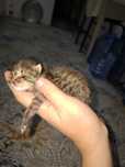 Бесплатно котенок