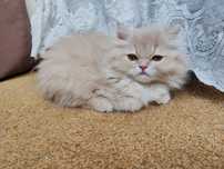 Продам персидского котёнка (мальчик)