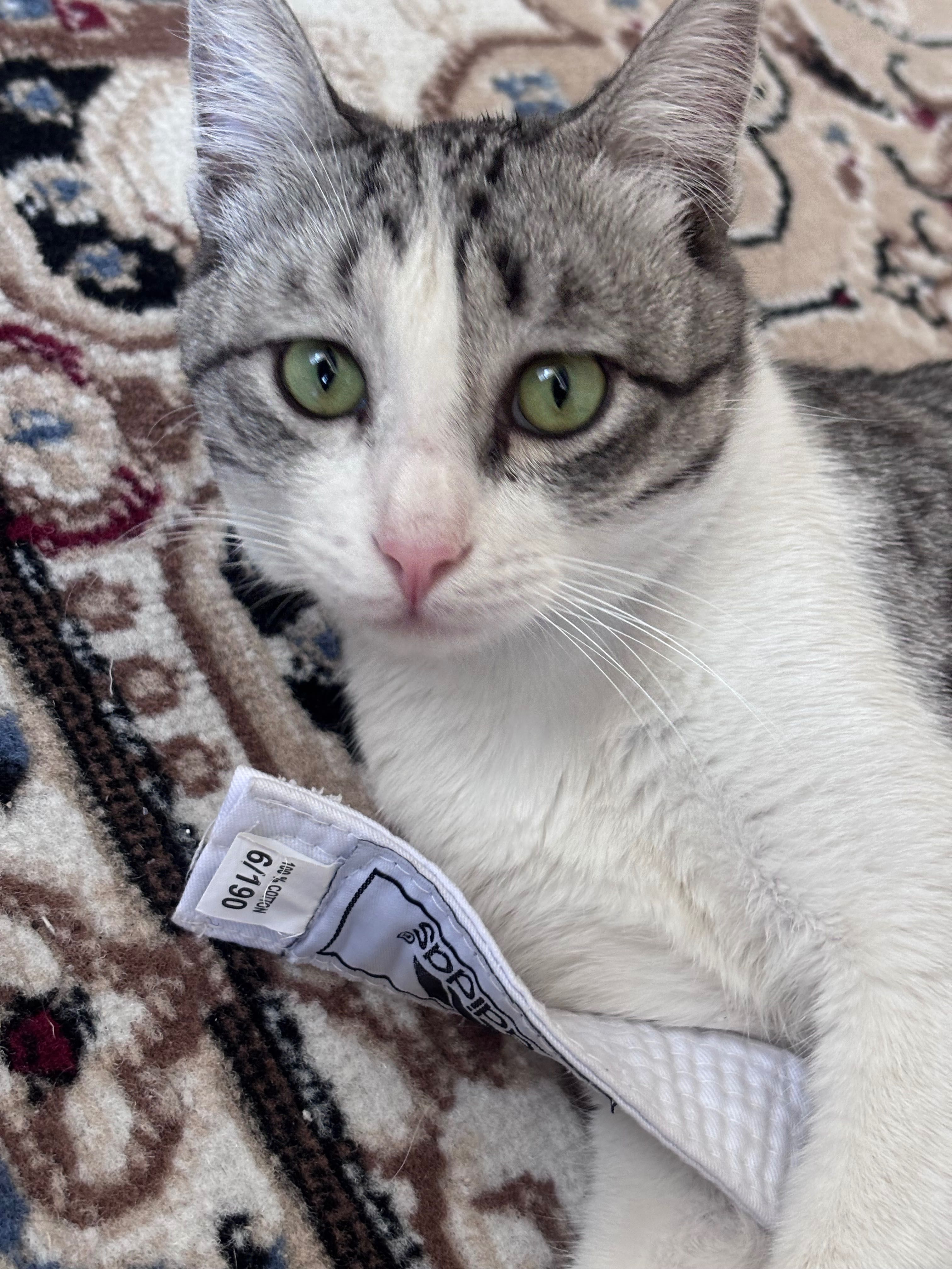Отдам  кота в добрые руки