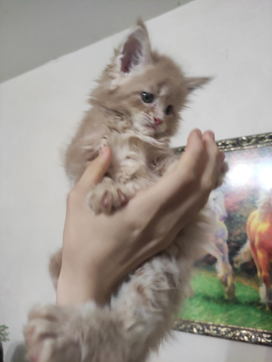 Мейн кун полидакт котята