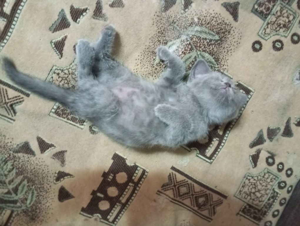 котята мроморного британца