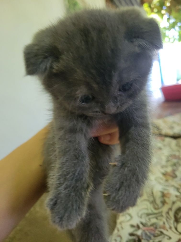 Кошка Шотланская вислоухая