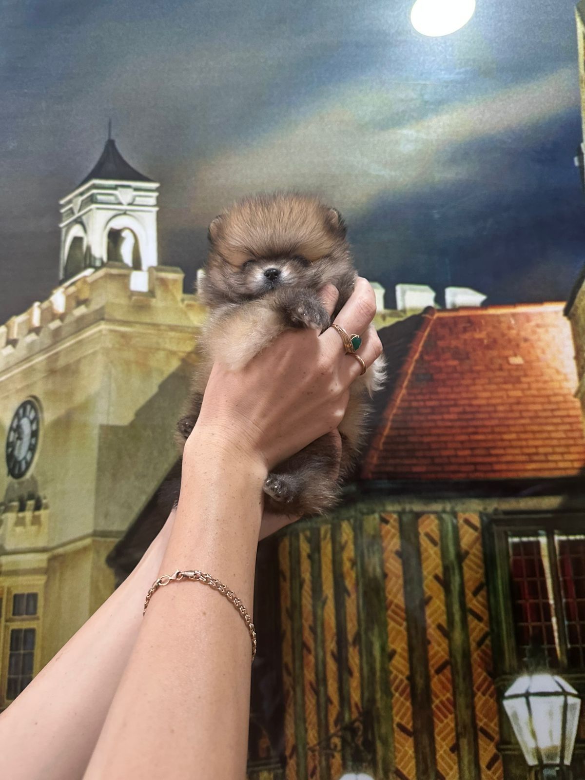 Шпиц девочка оранж соболь