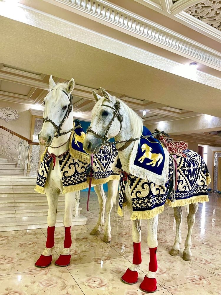 Ак ат . Сундет тойға ат