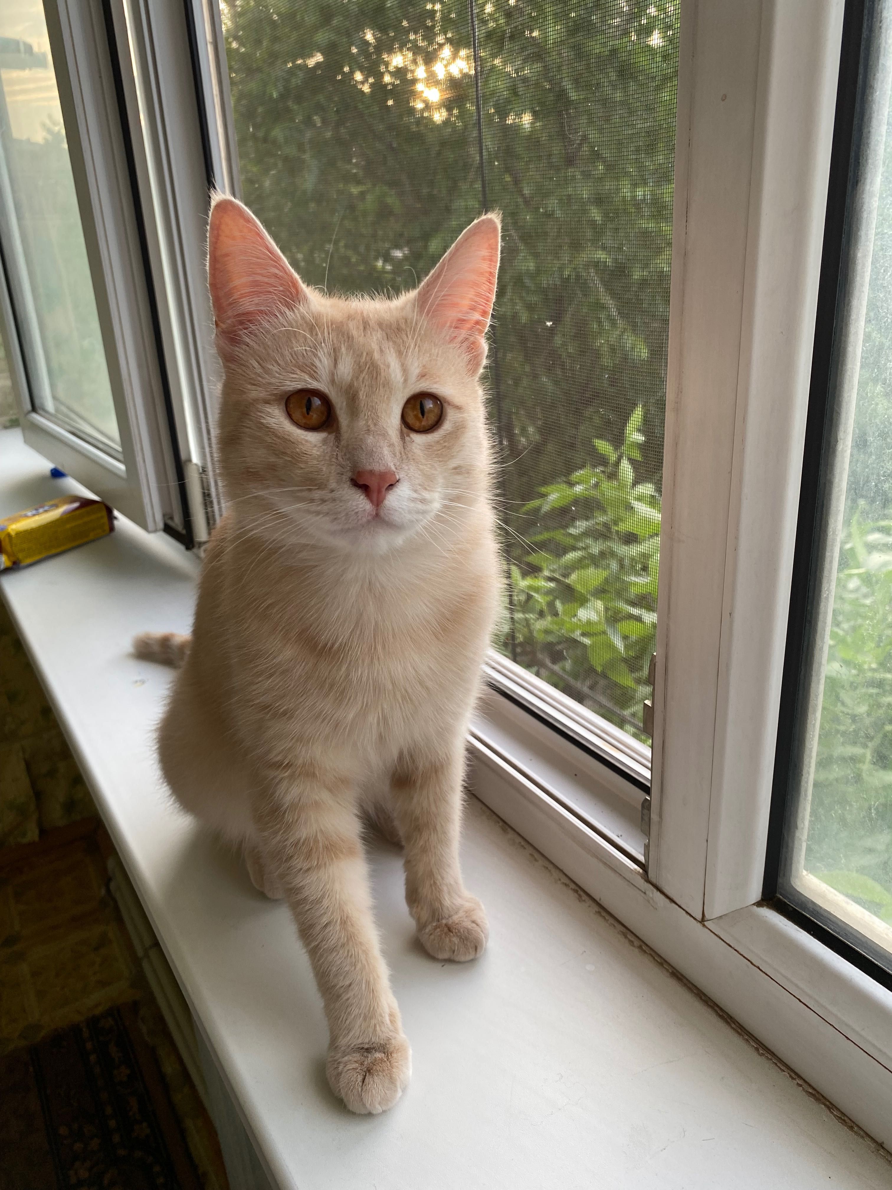 Кот домашний в хорошие руки бесплатно