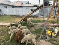 Продам ягнят по 25000