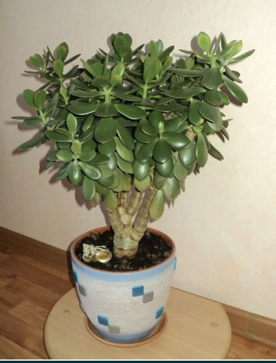 Продам толстянку ( живое дерево)