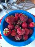 Продам клубнику свежо сорванную