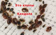 Тараканы Клопы Дизинфекция 100% Гарантие! Лицензия есть 2025