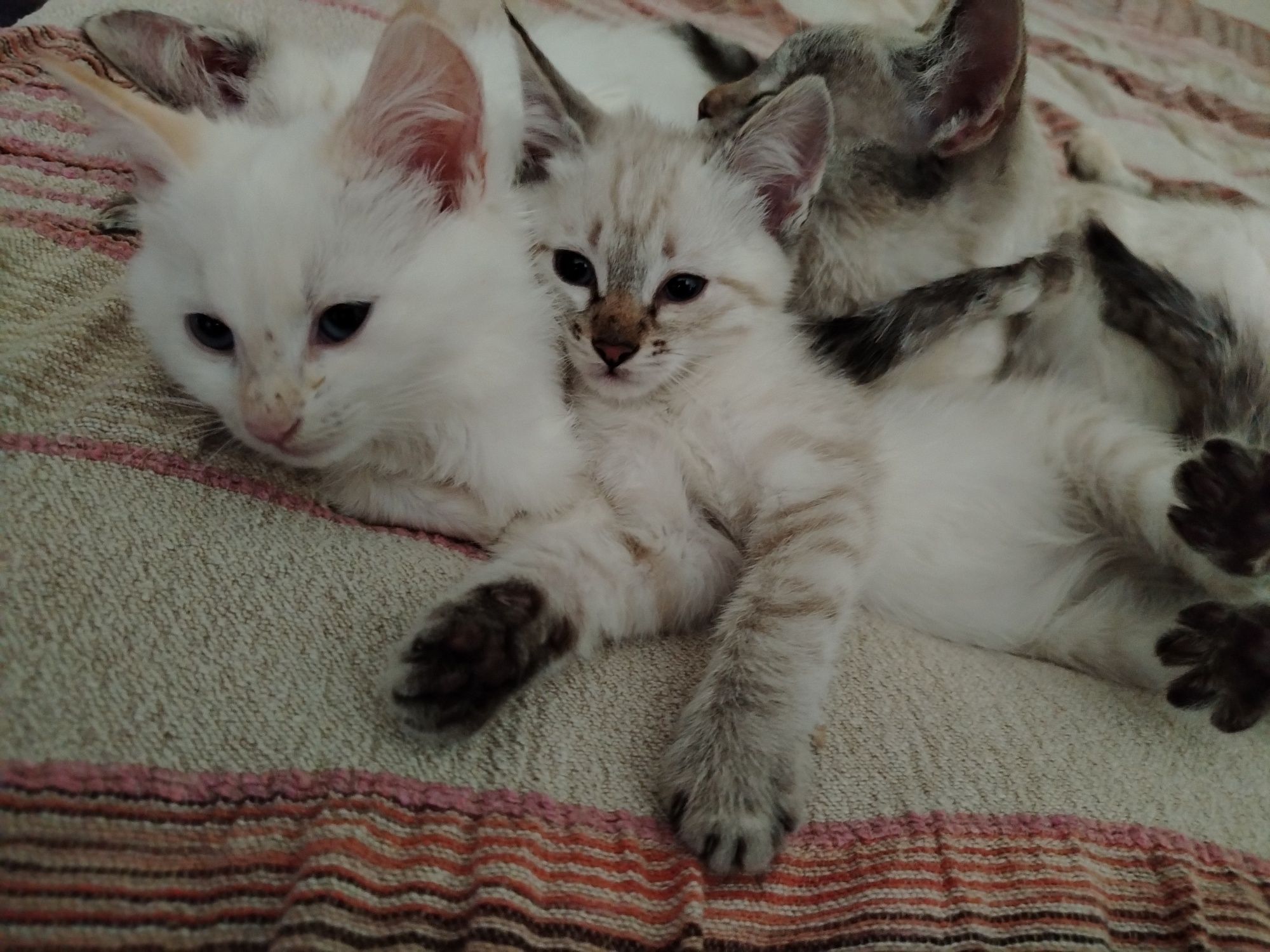 Котята, сиамские редгол и сиамские