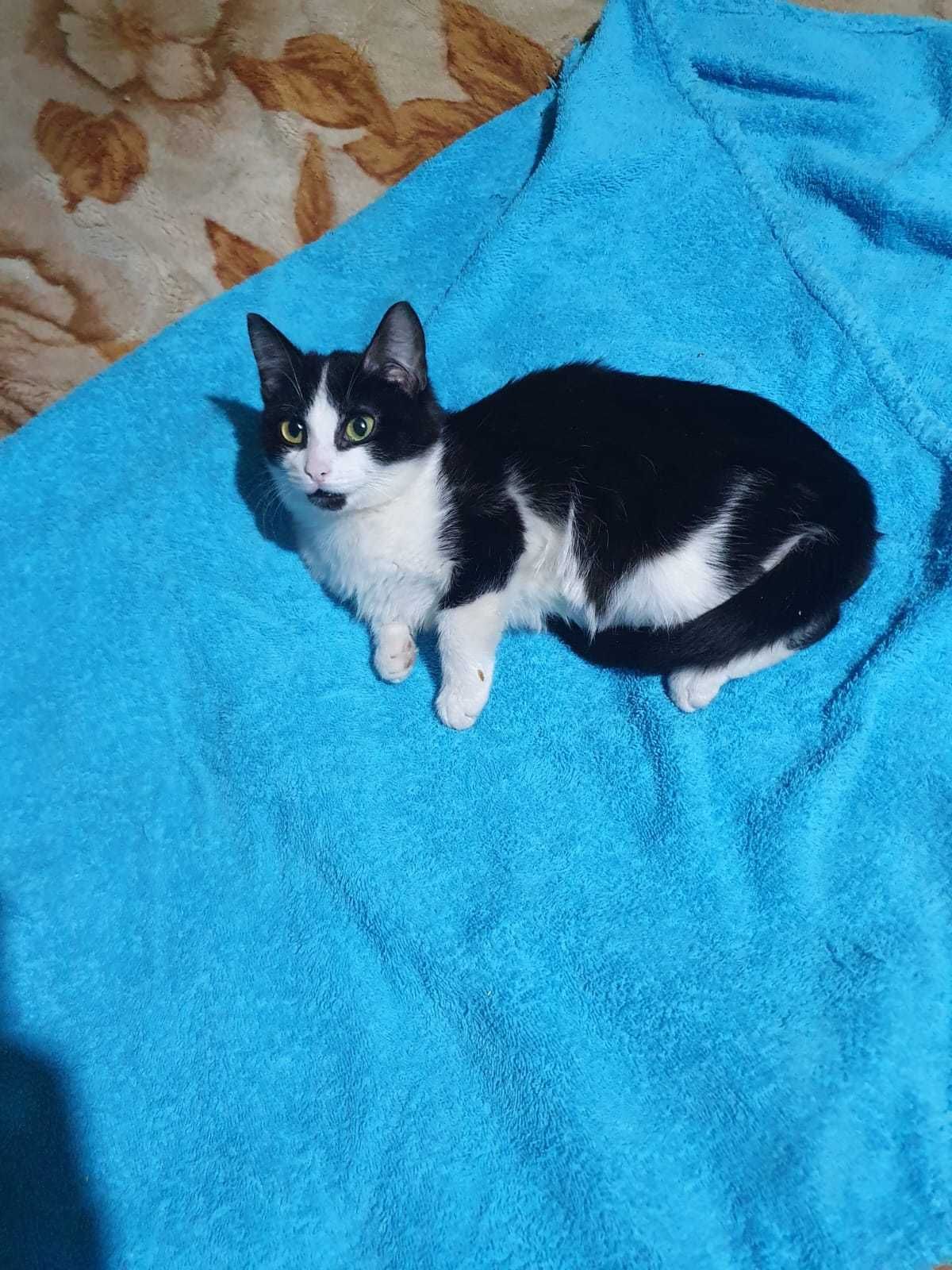 Котята ищут дом, в добрые и заботливые ручки.