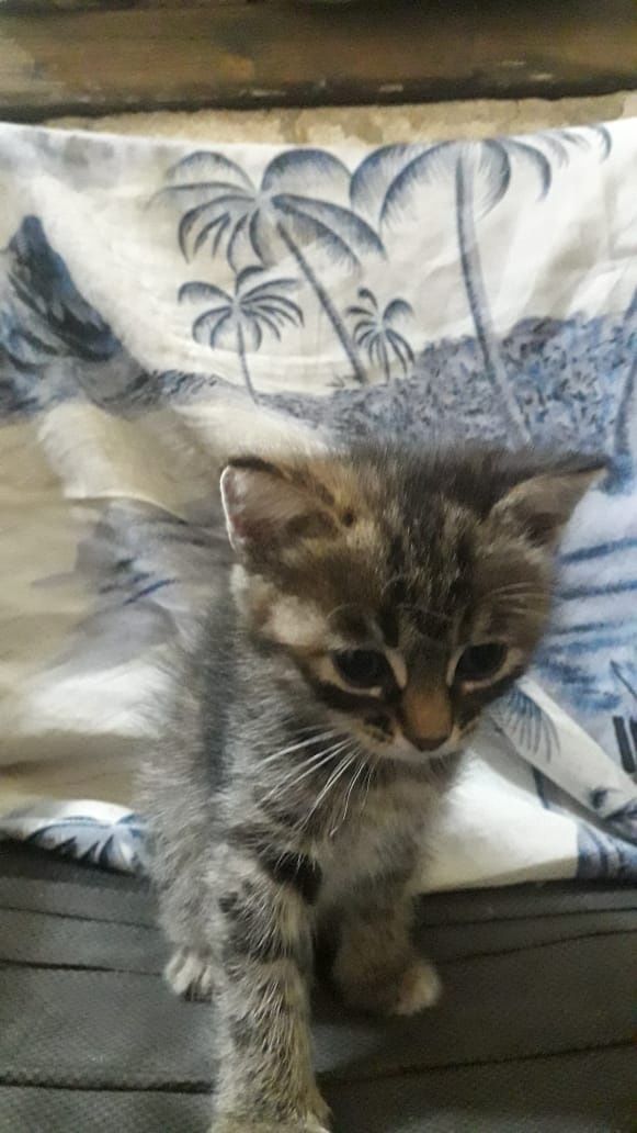 Отдам котенка,  девочка , 1.5 мес,  кушает сама,  к лотку приучена