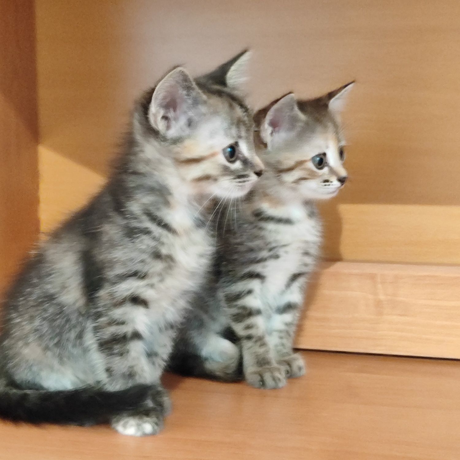 Отдам котёнка бауырластар 2